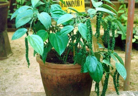 black pepper plant