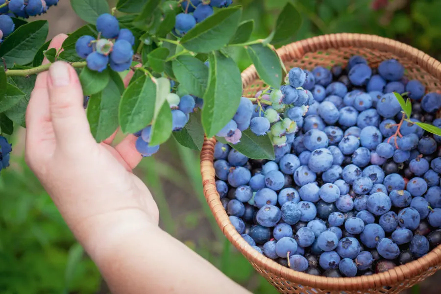 Maintaining Blueberry Plants