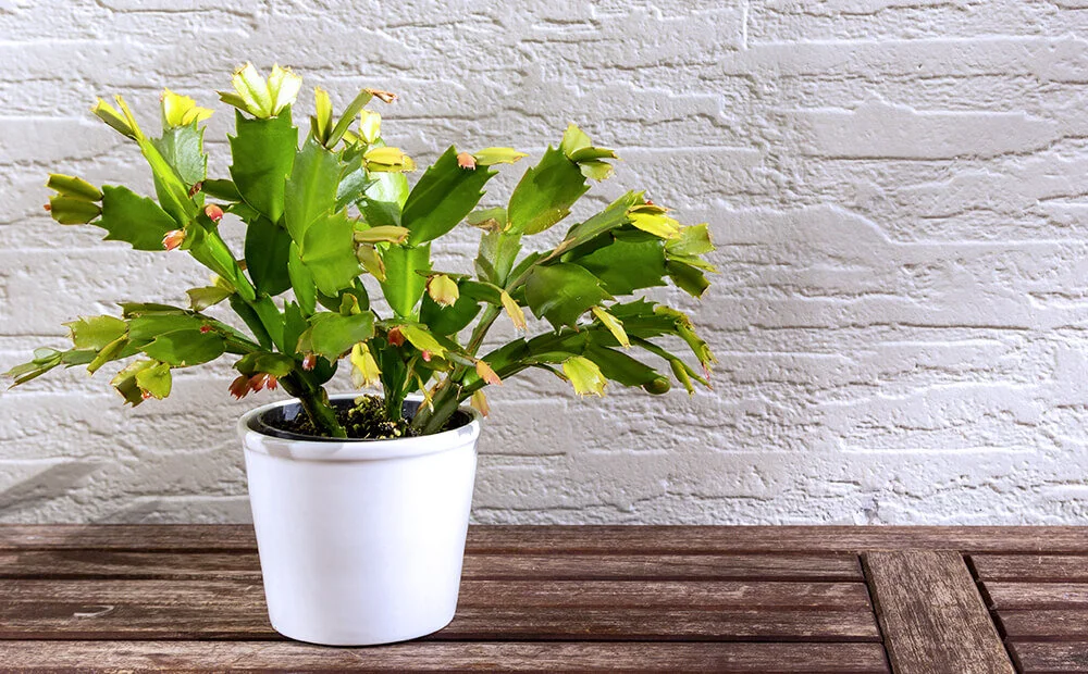  Christmas Cactus might encounter some issues