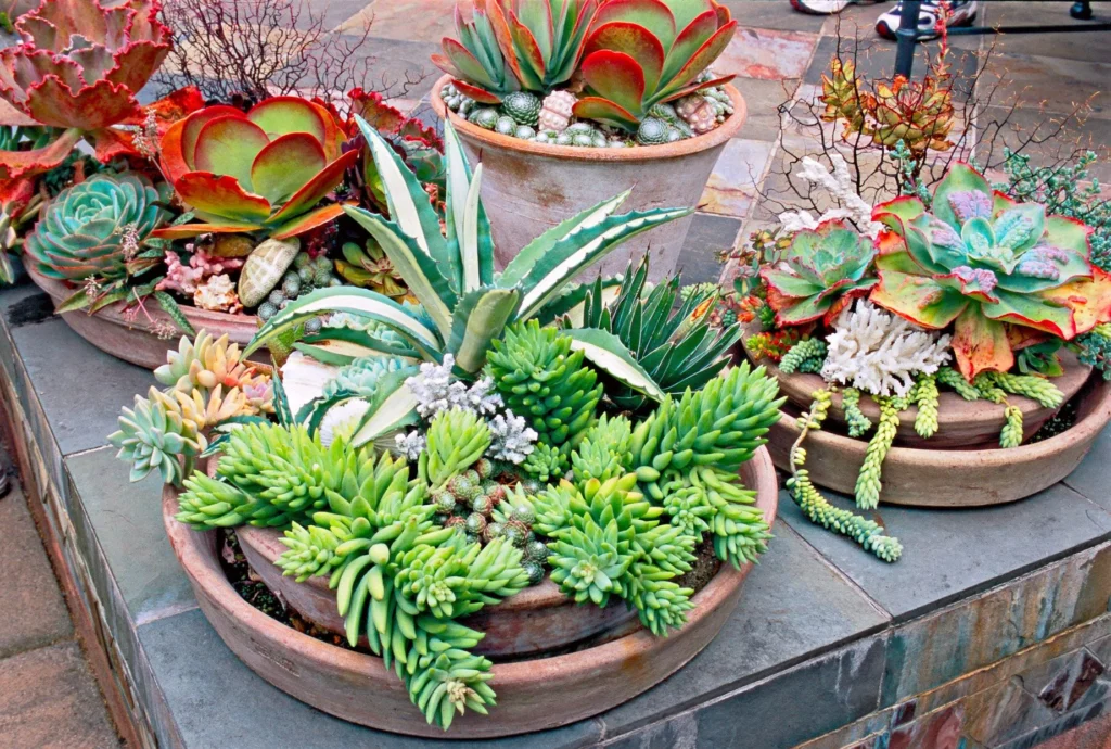 Succulent Focal Points and Sculptures