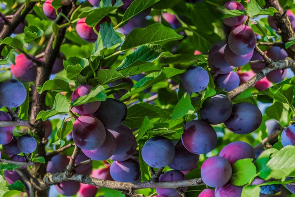 Dwarf Cherry Trees