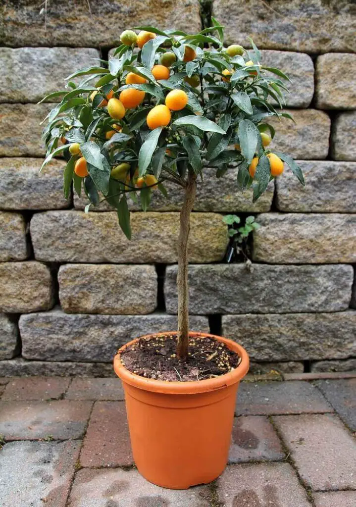 Dwarf Orange Trees