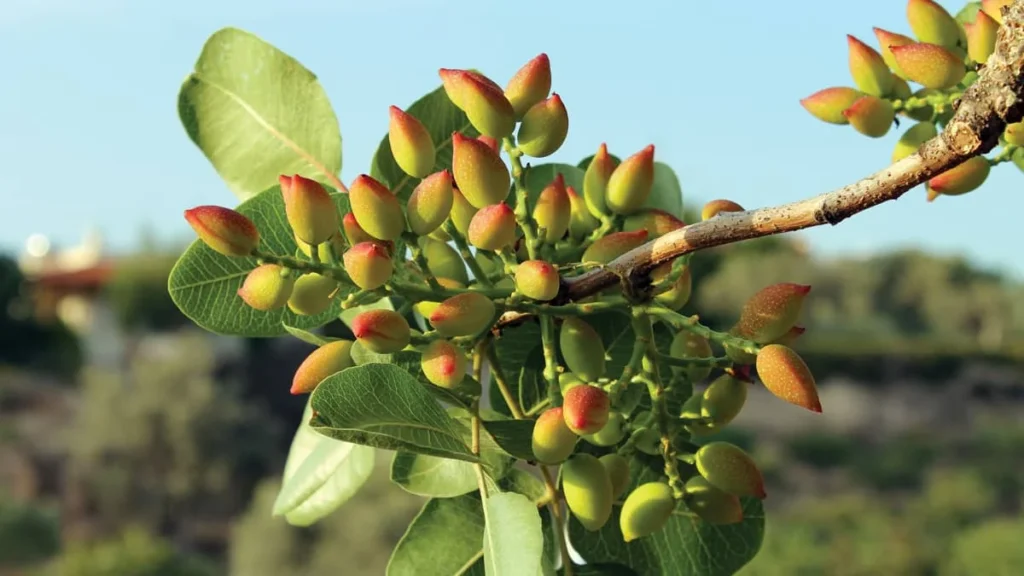 Growing Pistachios