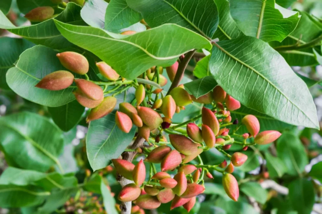 Growing Pistachios