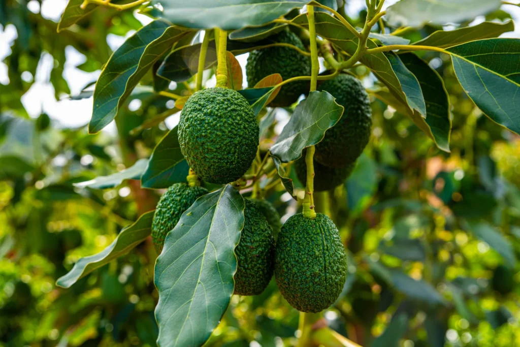 Avocado Trees