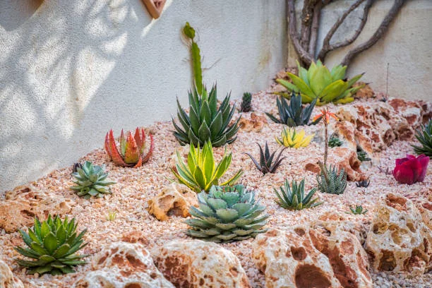 Succulent Rock Gardens