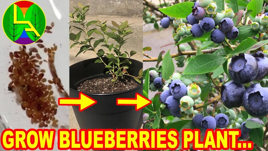 Planting Blueberries