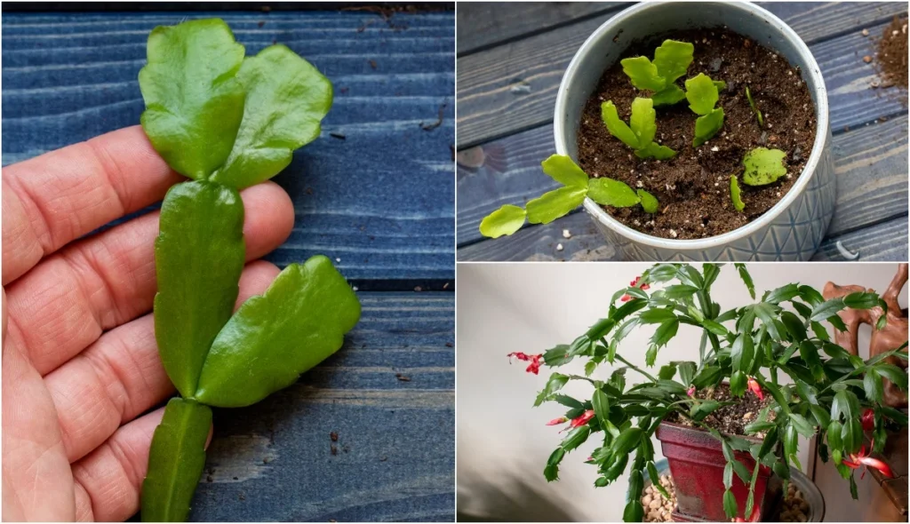 Propagating Your Christmas Cactus