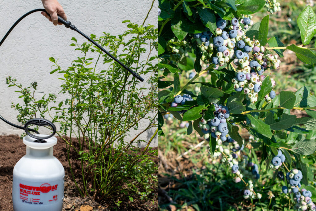 Protecting Blueberries from Pests and Diseases