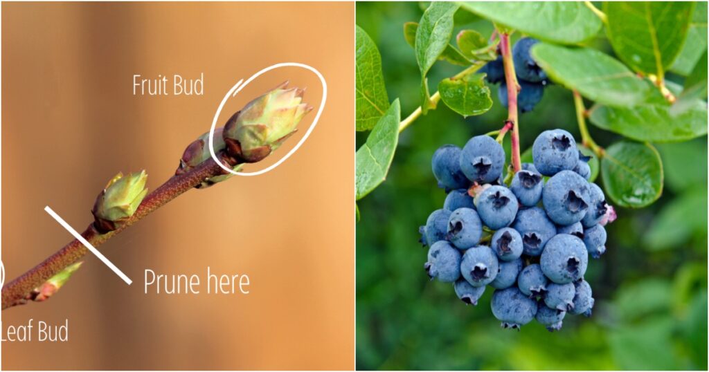 . Pruning Blueberries