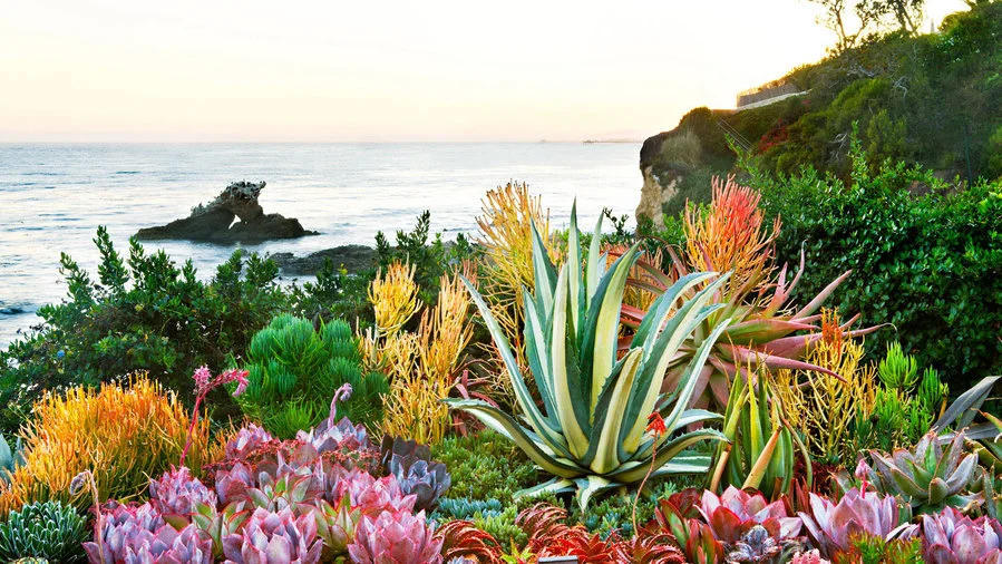 Coastal Succulent Gardens